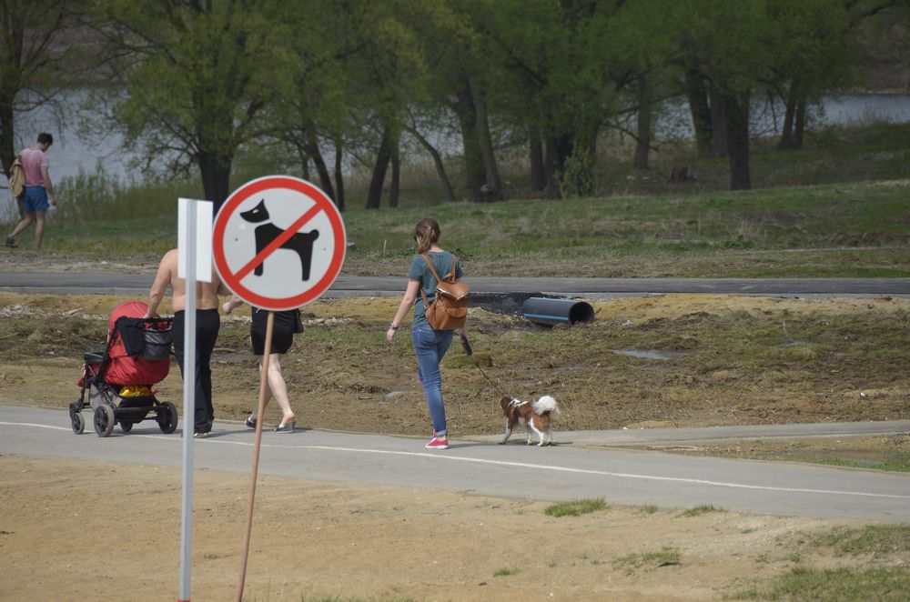 Выгул собак в Центральном парке: тульским собаководам закон не ПИСАН.