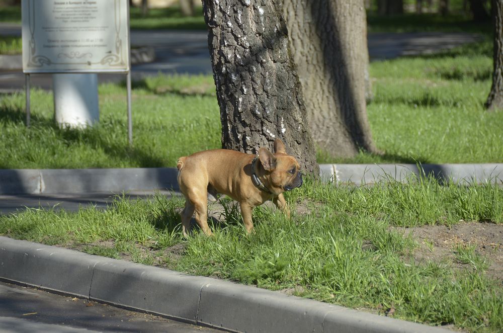 Выгул собак в Центральном парке: тульским собаководам закон не ПИСАН.