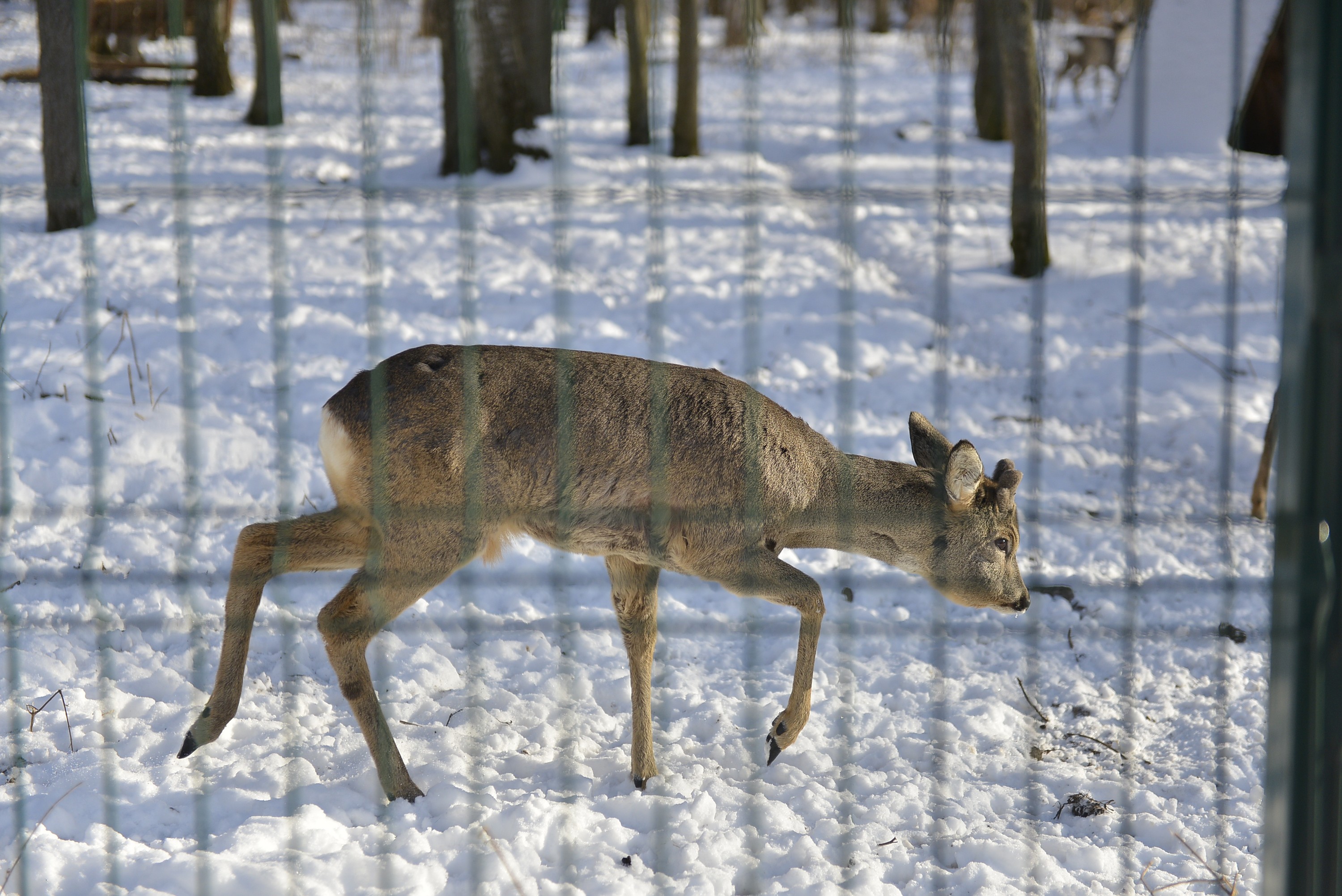 Зимовье животных в звероуголке парка: ФОТО
