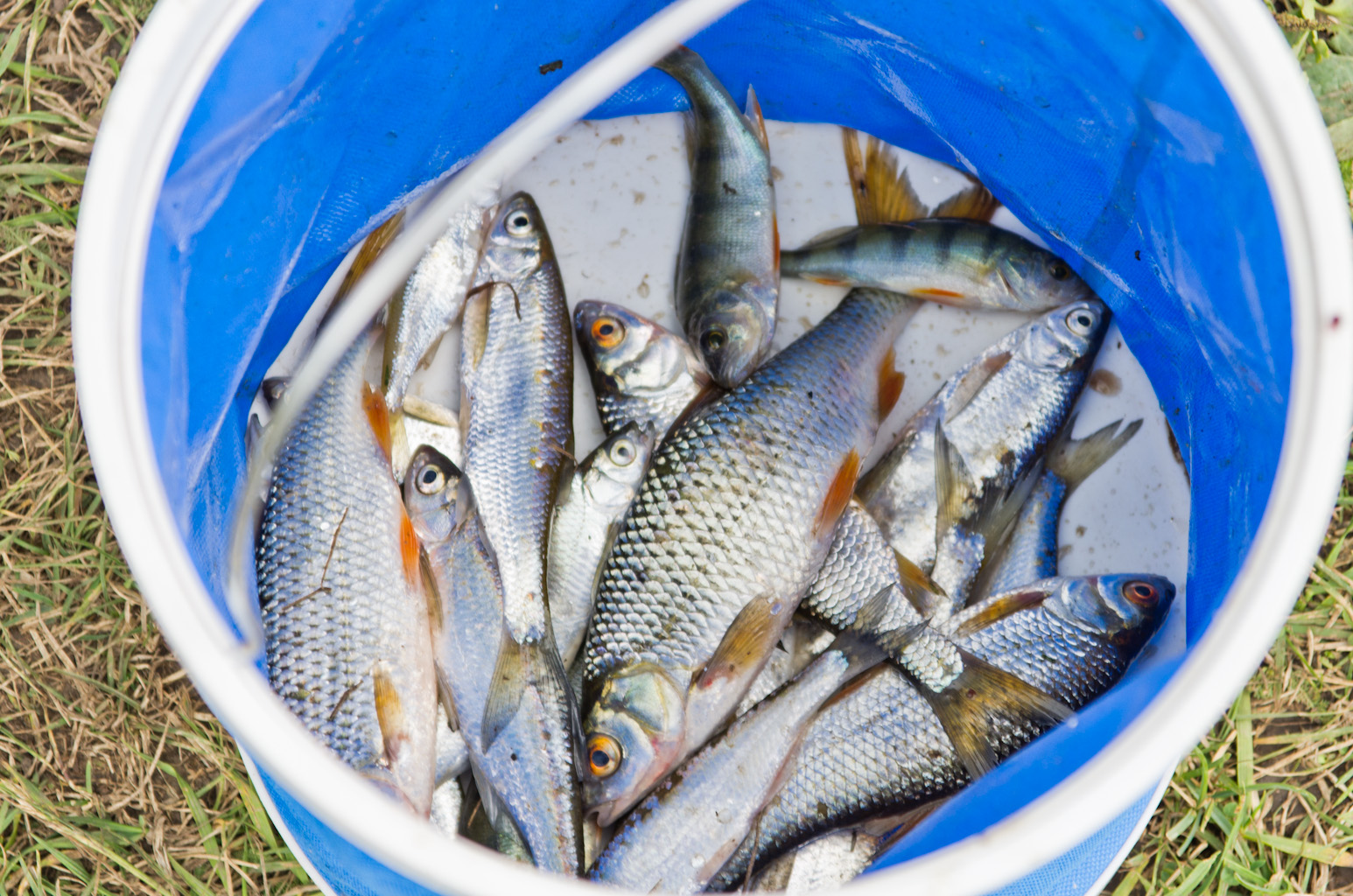 Как туляки леща отхватили на Фестивале семейной рыбалки: ФОТО