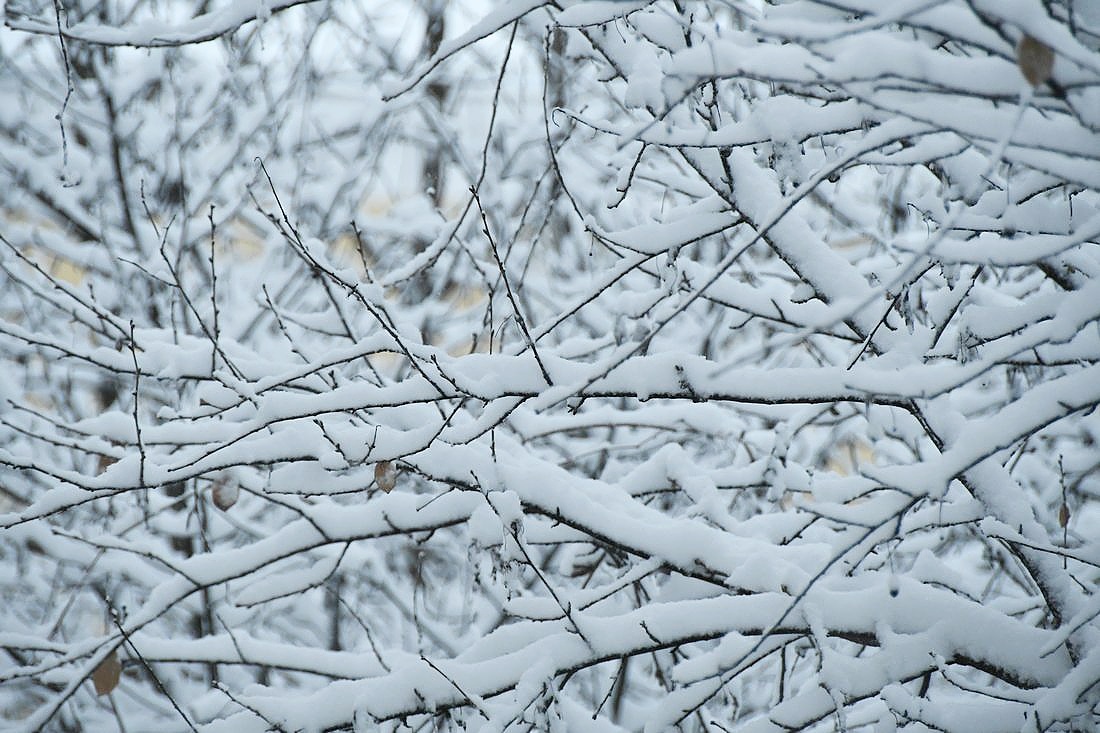 Утренний снег: ФОТО