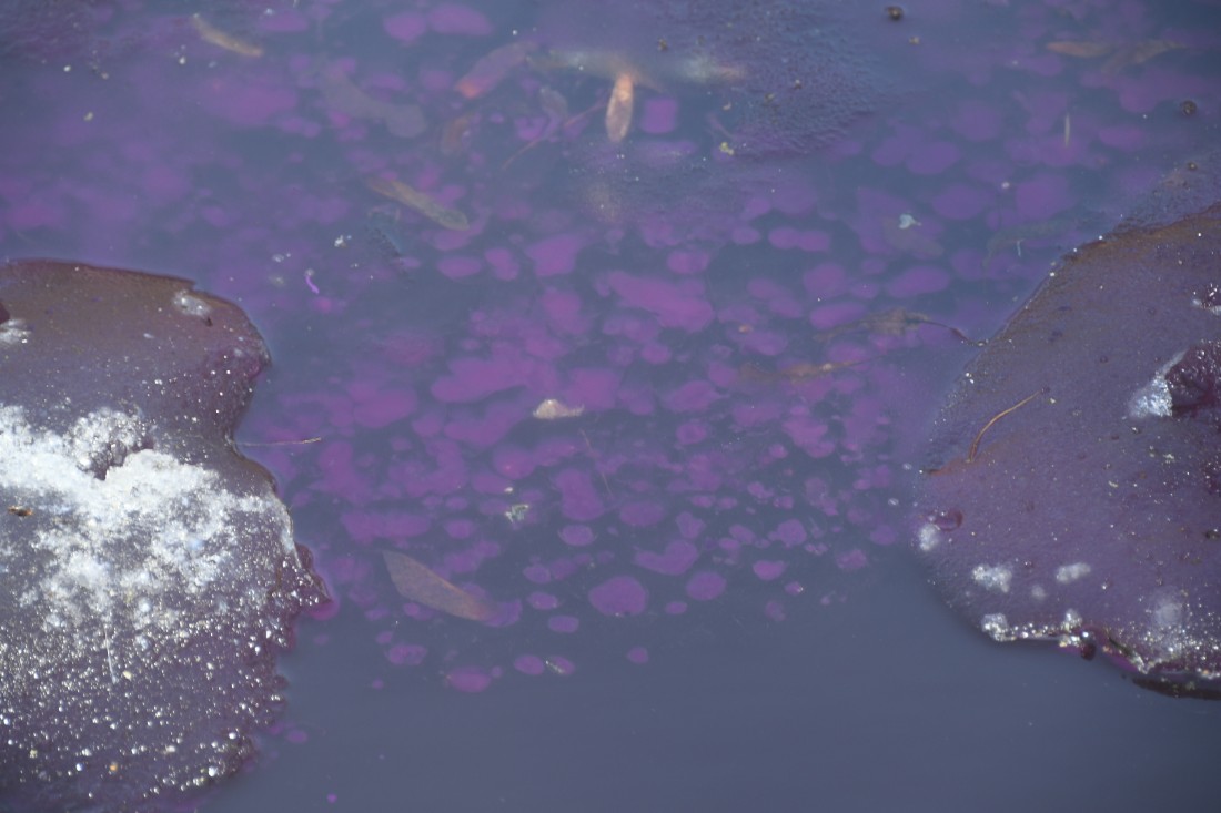 Фиолетовый пруд в Ясной поляне: ФОТО