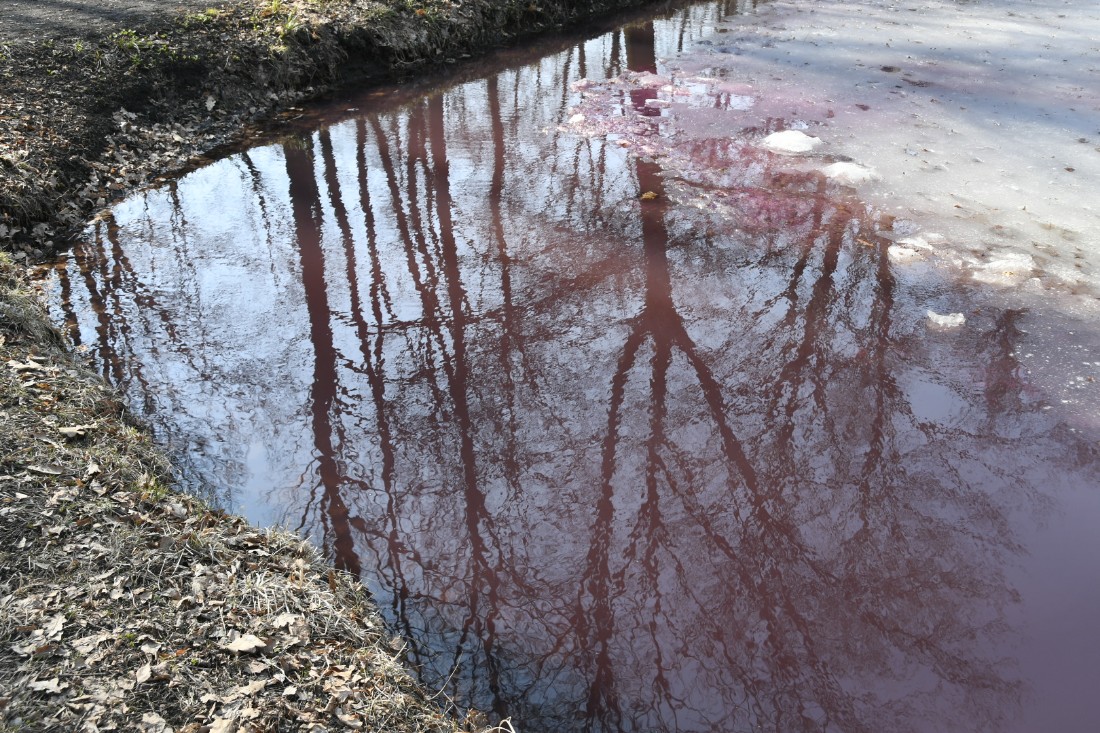 Фиолетовый пруд в Ясной поляне: ФОТО