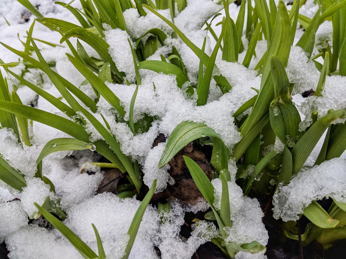 Снег в середине апреля: ФОТО