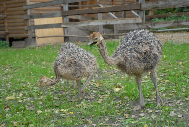 Новые вольеры для аистов и страусят в Центральном парке