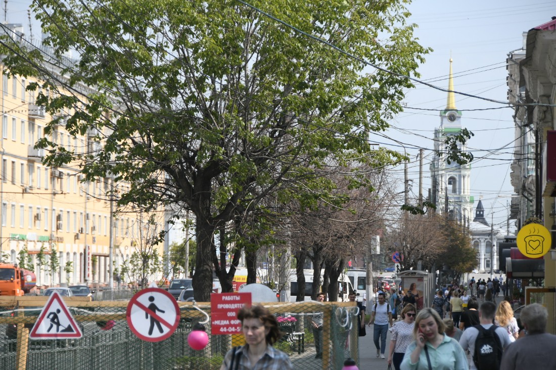 На проспекте Ленина заменяют усохшие липы: ФОТО