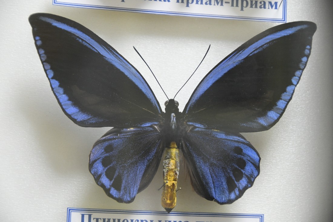 Выставка бабочек в Комнате истории парка: ФОТО