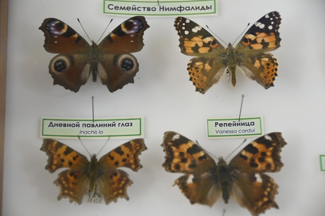 Выставка бабочек в Комнате истории парка: ФОТО