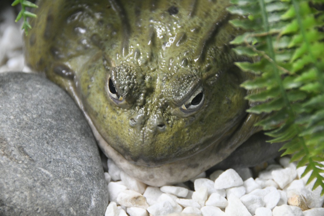 Разноцветные лягушки Тульского экзотариума: ФОТО