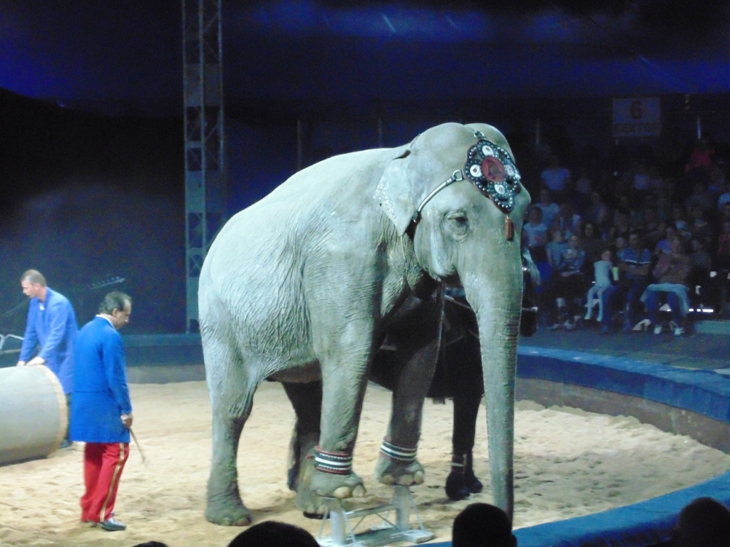 Фоторепортаж: передвижной цирк Больших зверей в Туле