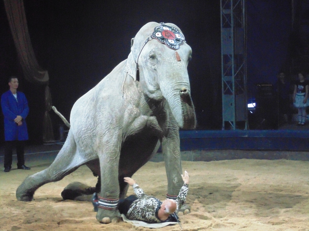 Фоторепортаж: передвижной цирк Больших зверей в Туле