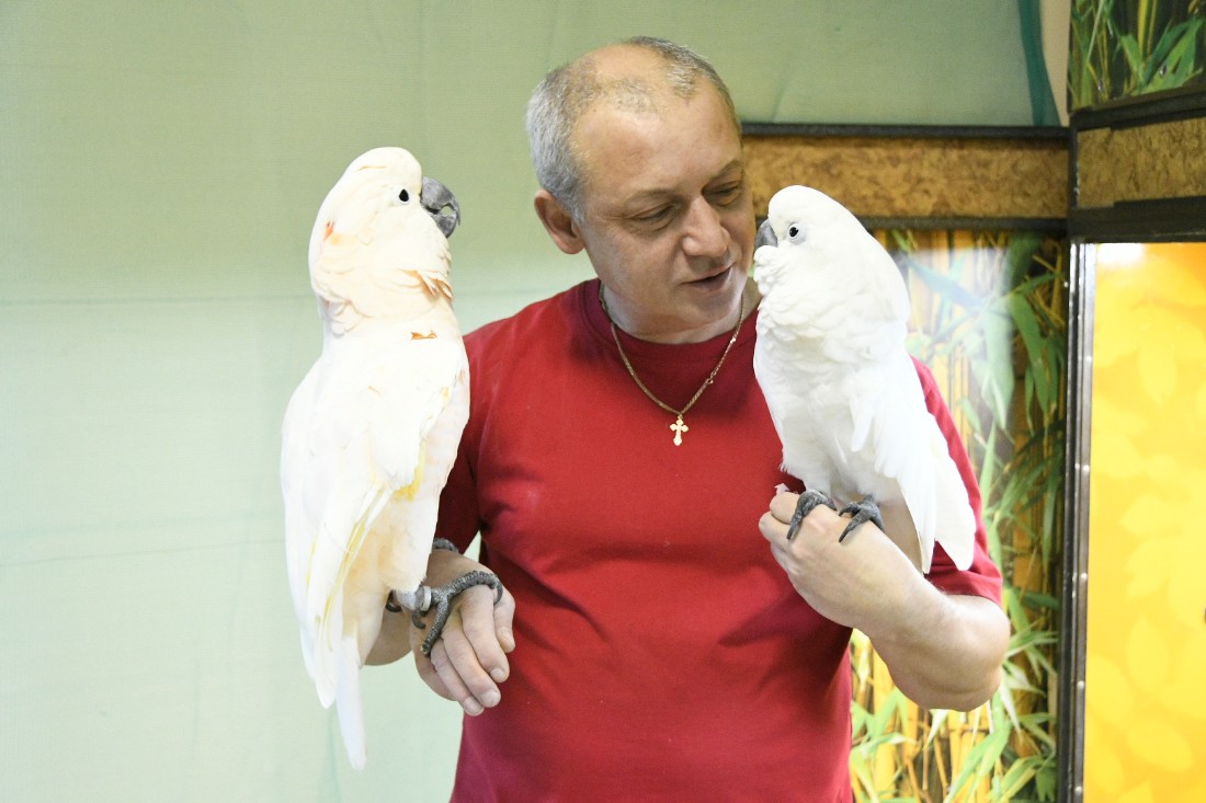 Говорящие попугаи в Тульском экзотариуме: ФОТО