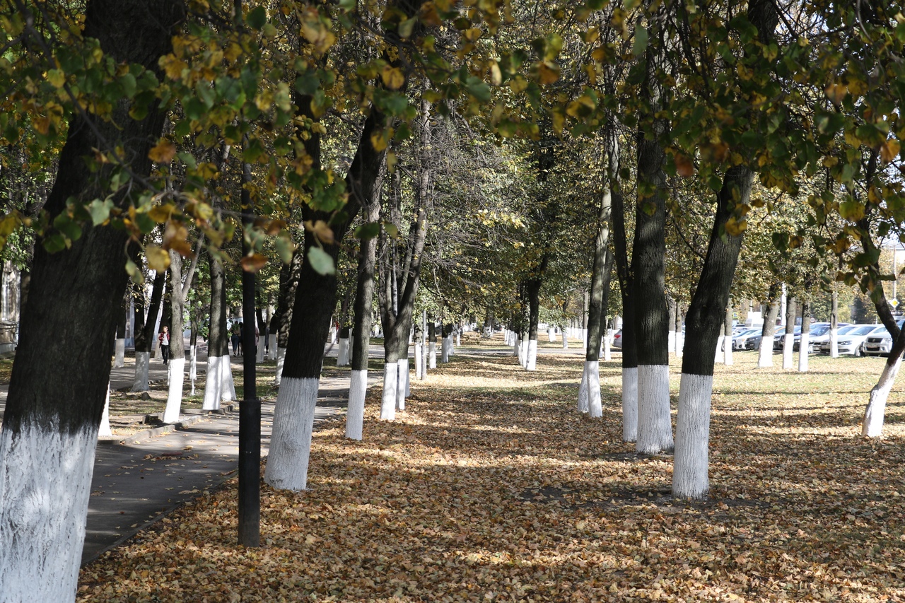 Тула в золотом наряде осени: ФОТО Тула в золотом наряде осени: ФОТО
