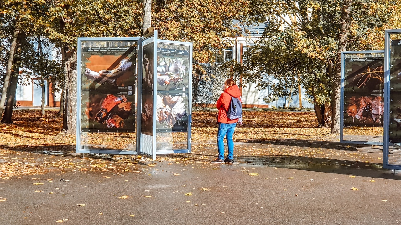 "Под пологом тропического леса": в тульском ЦПКиО им. П.П. Белоусова открылась новая фотовыставка "Под пологом тропического леса": в тульском ЦПКиО им. П.П. Белоусова открылась новая фотовыставка