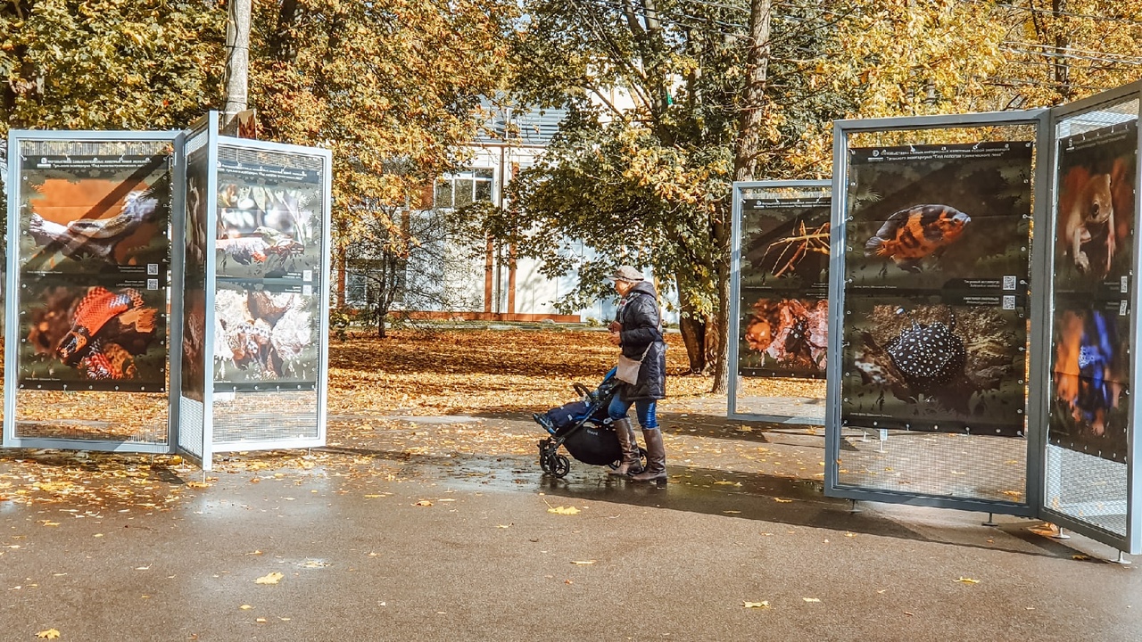 "Под пологом тропического леса": в тульском ЦПКиО им. П.П. Белоусова открылась новая фотовыставка "Под пологом тропического леса": в тульском ЦПКиО им. П.П. Белоусова открылась новая фотовыставка