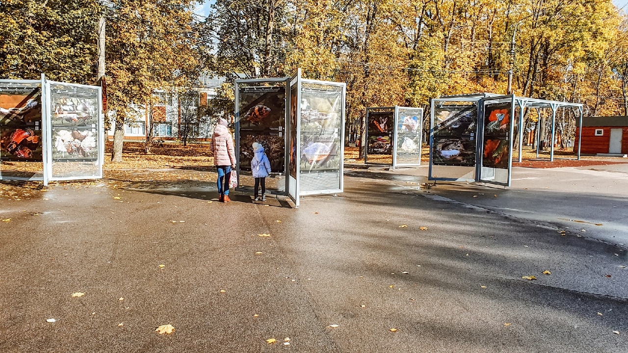 "Под пологом тропического леса": в тульском ЦПКиО им. П.П. Белоусова открылась новая фотовыставка "Под пологом тропического леса": в тульском ЦПКиО им. П.П. Белоусова открылась новая фотовыставка