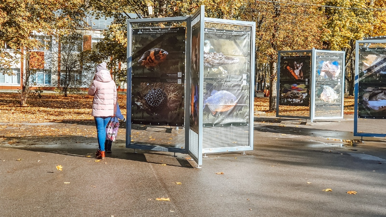 "Под пологом тропического леса": в тульском ЦПКиО им. П.П. Белоусова открылась новая фотовыставка "Под пологом тропического леса": в тульском ЦПКиО им. П.П. Белоусова открылась новая фотовыставка