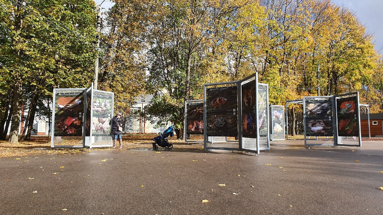 "Под пологом тропического леса": в тульском ЦПКиО им. П.П. Белоусова открылась новая фотовыставка "Под пологом тропического леса": в тульском ЦПКиО им. П.П. Белоусова открылась новая фотовыставка
