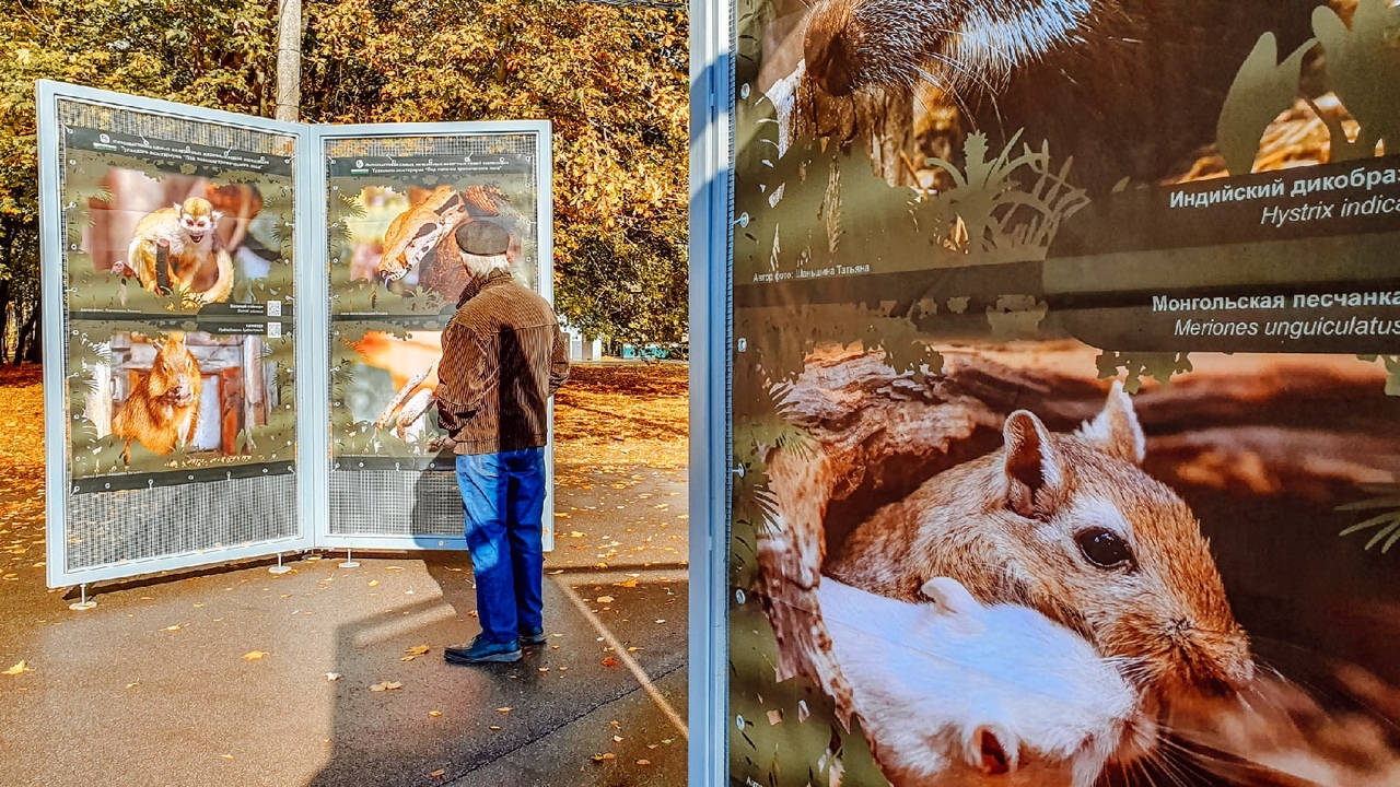 "Под пологом тропического леса": в тульском ЦПКиО им. П.П. Белоусова открылась новая фотовыставка "Под пологом тропического леса": в тульском ЦПКиО им. П.П. Белоусова открылась новая фотовыставка