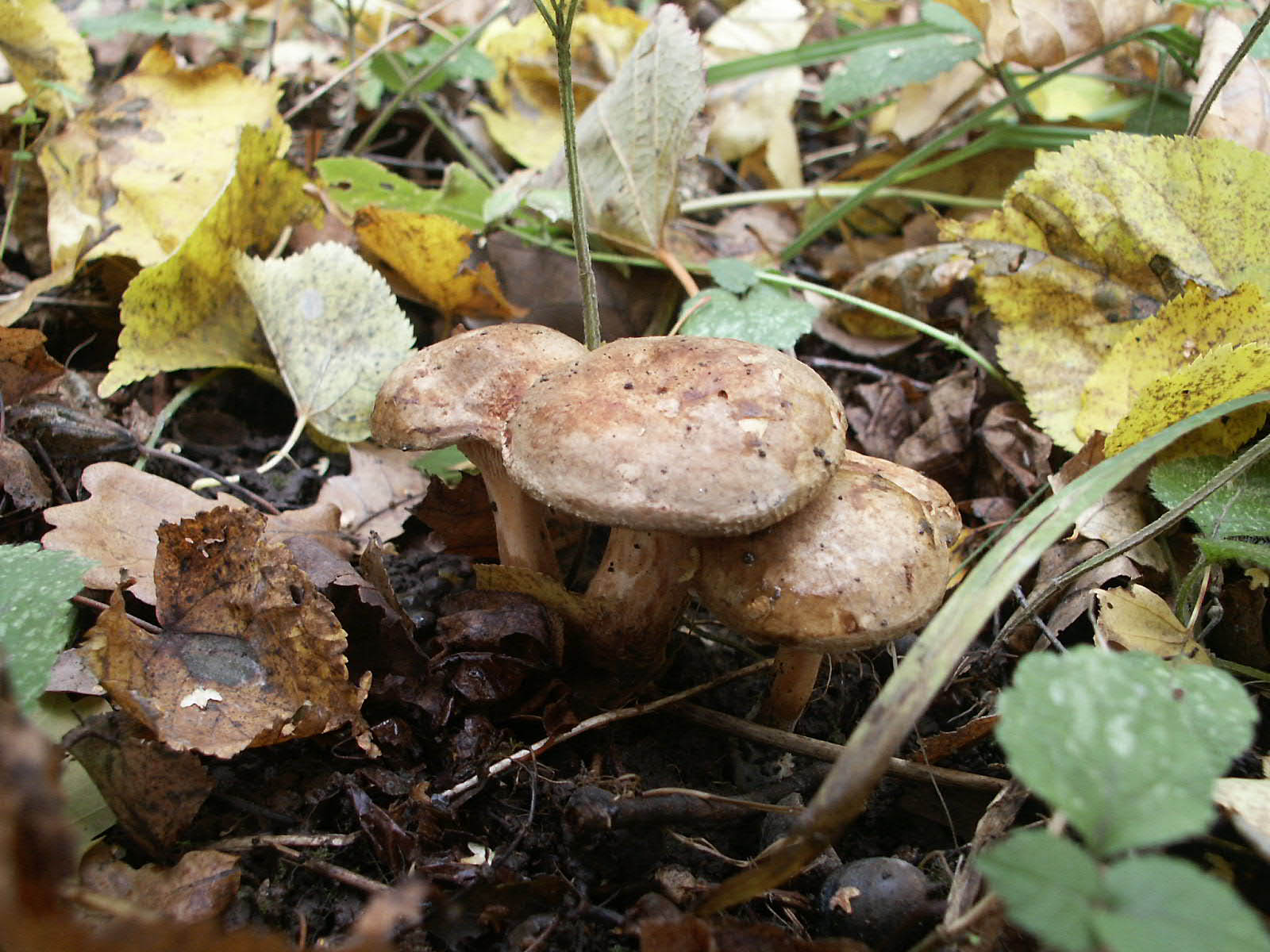 грибы в тульской области фото с названиями