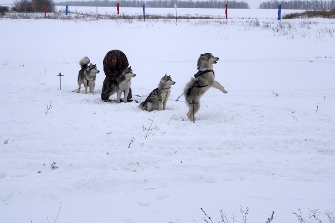 Собачьи упряжки на Куликовом поле; фоторепортаж