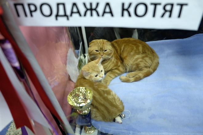 Выставка кошек; фоторепортаж
