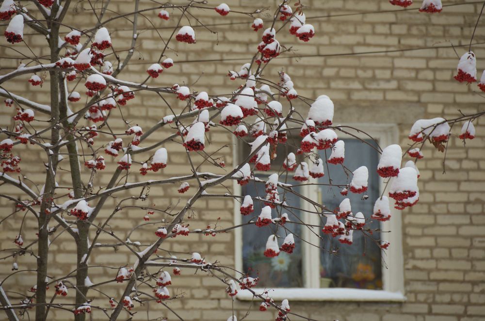 Снег в городе: фоторепортаж Снег в городе: фоторепортаж