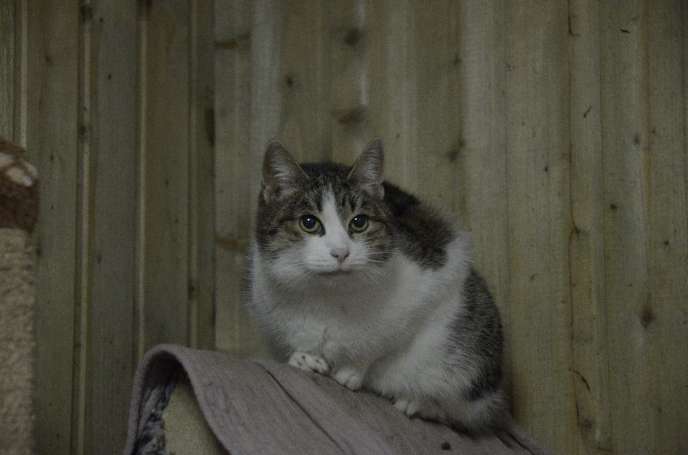 Приют для животных: фоторепортаж